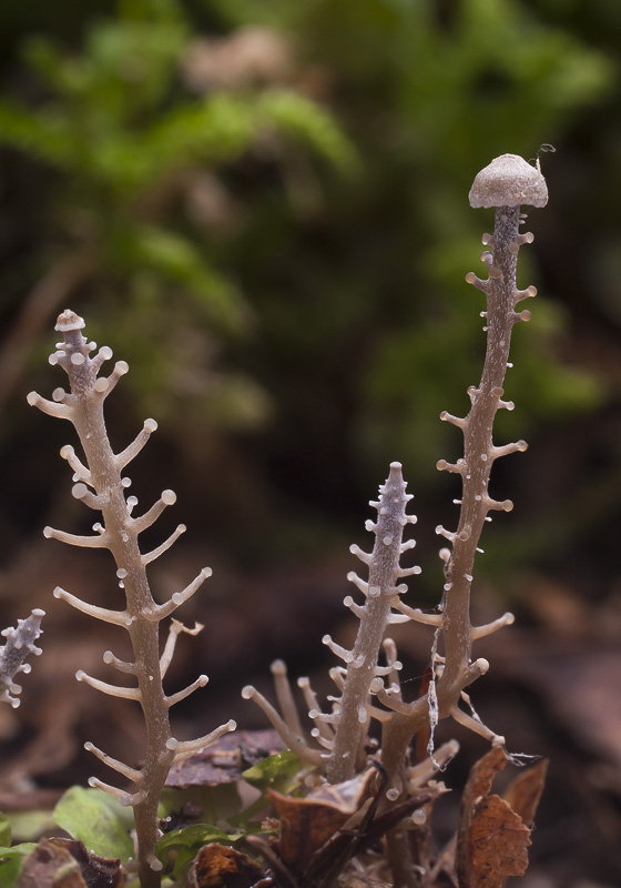 Dendrocollybia racemosa